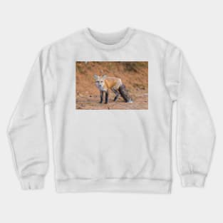 A very friendly red fox Crewneck Sweatshirt